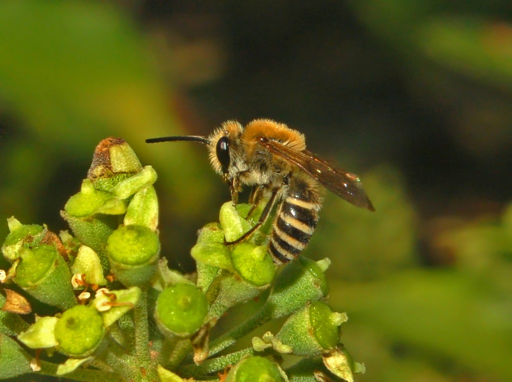 Colletes hederae M (Apidae Colletinae)